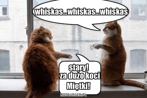 ... – whiskas...whiskas...whiskas za dużo koci Miętki! stary! 