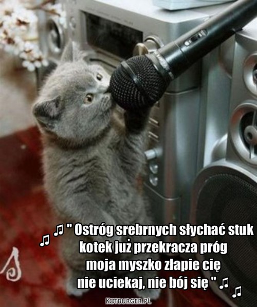 Kot muzykant – ♫ ♫ '' Ostróg srebrnych słychać stuk 
kotek już przekracza próg 
moja myszko złapie cię 
nie uciekaj, nie bój się '' ♫ ♫ 