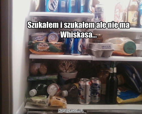 Whiskas – Szukałem i szukałem ale nie ma 
Whiskasa... 
