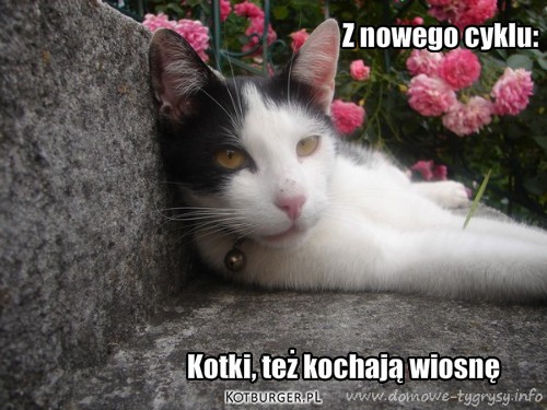 Kotki, też kochają wiosnę Z nowego cyklu: – Kotki, też kochają wiosnę Z nowego cyklu: 