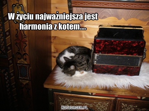  ... – W życiu najważniejsza jest
harmonia z kotem.... 