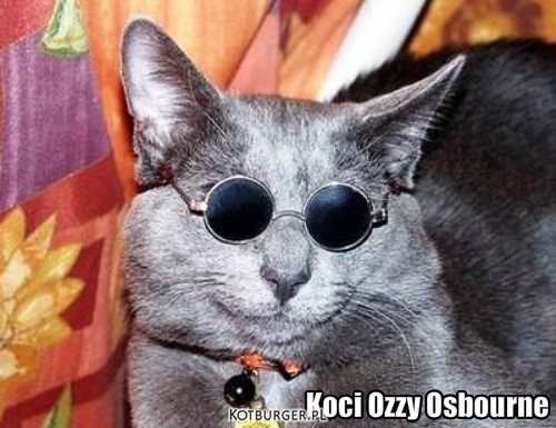 Koty też mają swoje gwiazdy.. – Koci Ozzy Osbourne 