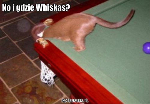 No i gdzie Whiskas? – No i gdzie Whiskas? 
