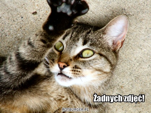 Kotek Wstydek – Żadnych zdjęć! 