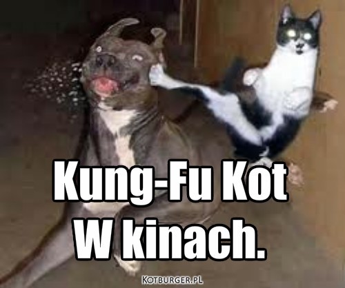 Kung-Fu Kot – Kung-Fu Kot
W kinach. 