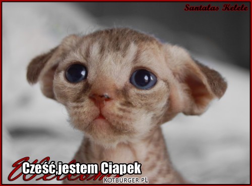 Cześć – Cześć,jestem Ciapek 