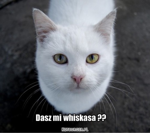 Z tytułem – Dasz mi whiskasa ?? 