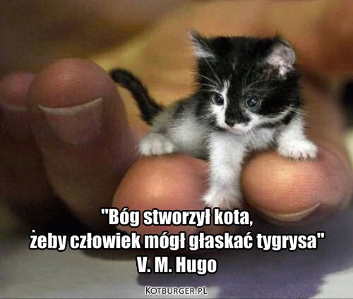 Kociak – "Bóg stworzył kota, 
żeby człowiek mógł głaskać tygrysa"
V. M. Hugo 