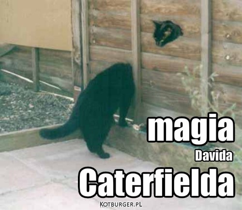 Kocie sztuczki – Caterfielda magia Davida 