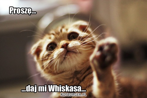 Proszę... ...daj mi Whiskasa... – Proszę... ...daj mi Whiskasa... 
