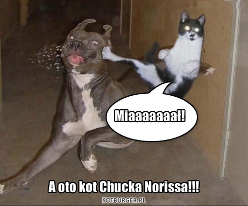 KarateKot – Miaaaaaaał! A oto kot Chucka Norissa!!! 