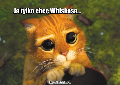 Kot ze shreka... – Ja tylko chcę Whiskasa... 