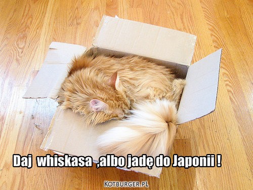 Pudło – Daj  whiskasa  ,albo jadę do Japonii ! 
