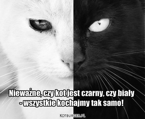 Nieważne, czy kot jest czarny, czy biały... – Nieważne, czy kot jest czarny, czy biały Nieważne, czy kot jest czarny, czy biały
- wszystkie kochajmy tak samo! 