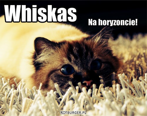 Whiskas Na horyzoncie! – Whiskas Na horyzoncie! 