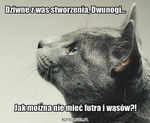 Ludzie według kota – Dziwne z was stworzenia, Dwunogi... Jak moiżna nie mieć futra i wąsów?! 