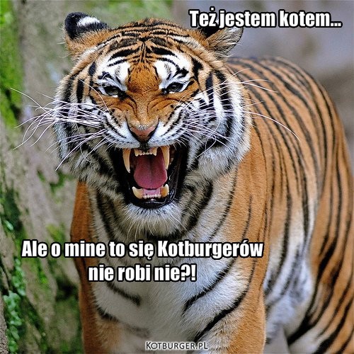 Tygrys - też kot – Też jestem kotem... Ale o mine to się Kotburgerów 
nie robi nie?! 