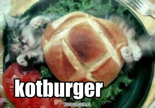 Kotburger – kotburger 