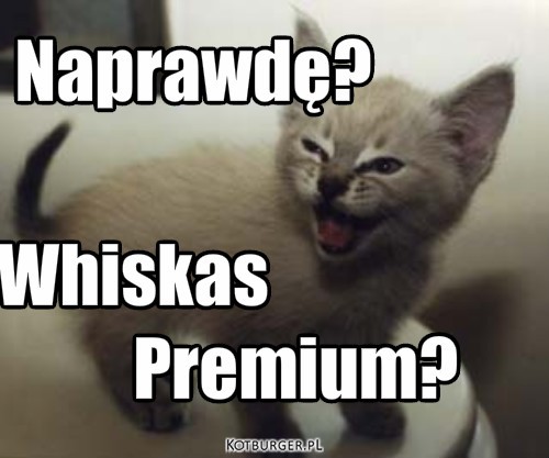 Zdziwienie Mruczka I – Naprawdę? Whiskas Premium? 