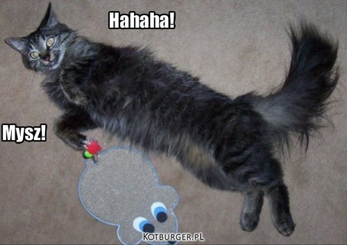 Wariacki kot – Hahaha! Mysz! 