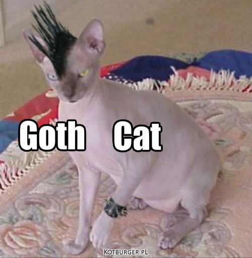 Punk Goth – Goth Cat 
