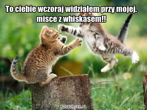 Whiskas – To ciebie wczoraj widziałem przy mojej.
misce z whiskasem!! 
