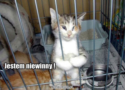 Więzienie dla kotów – Jestem niewinny ! 