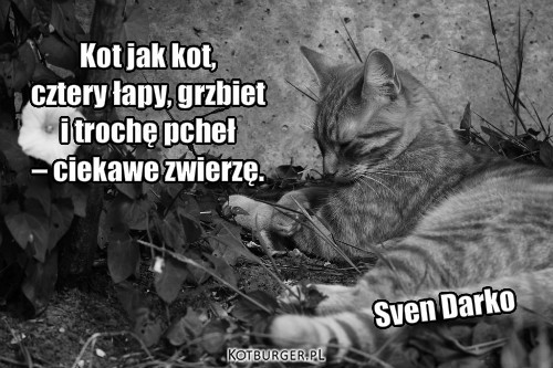  ... – Kot jak kot, 
cztery łapy, grzbiet 
i trochę pcheł 
– ciekawe zwierzę. Sven Darko 