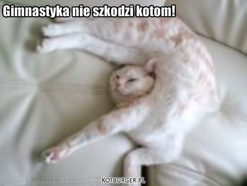 Gimnastyka kota – Gimnastyka nie szkodzi kotom! 