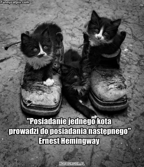 Posiadanie kota.... – "Posiadanie jednego kota
 prowadzi do posiadania następnego"
Ernest Hemingway 