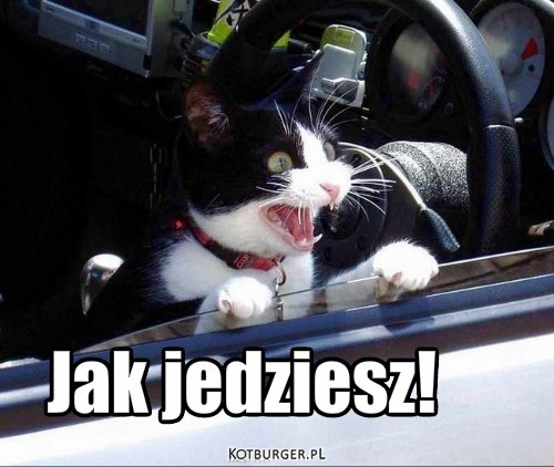 Kot kierowca – Jak jedziesz! 