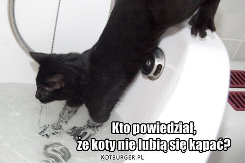 Kąpiel – Kto powiedział, 
że koty nie lubią się kąpać? 