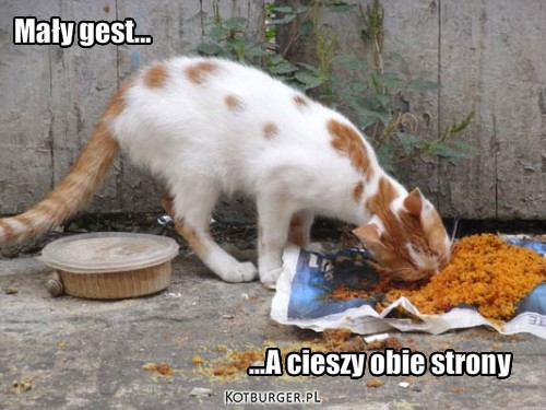 Pomóż bezdomnym kotkom! – Mały gest... ...A cieszy obie strony 