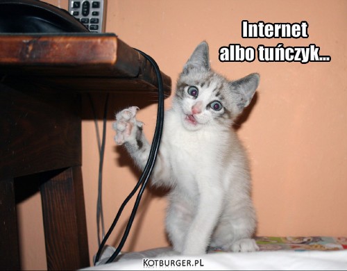 Internet 
albo tuńczyk... – Internet 
albo tuńczyk... 