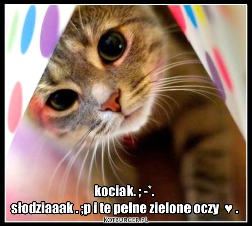 Kociak . ;-* . – kociak. ; -*.
słodziaaak . ;p i te pełne zielone oczy  ♥ . 