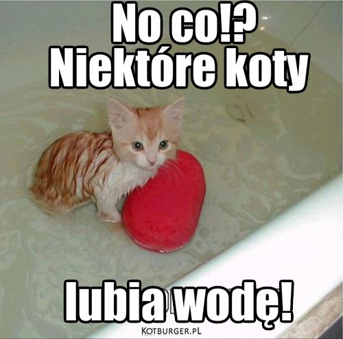 Czyścioszek:) – No co!? Niektóre koty



lubia wodę! 