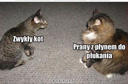 Płyn – Zwykły kot Prany z płynem do 
płukania 
