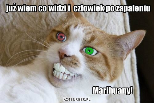 Kot-Marihuana  – Marihuany! już wiem co widzi i  człowiek po zapaleniu 