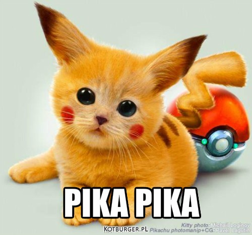 Kot w wersji pikachu – PIKA PIKA 