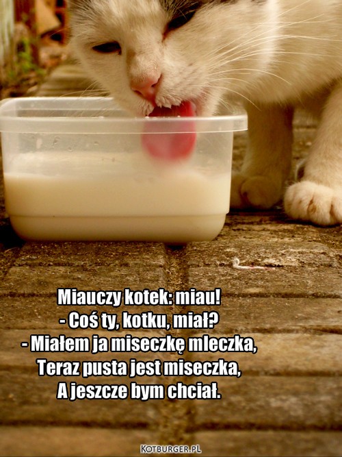  ... – Miauczy kotek: miau!
- Coś ty, kotku, miał?
- Miałem ja miseczkę mleczka,
Teraz pusta jest miseczka,
A jeszcze bym chciał. 