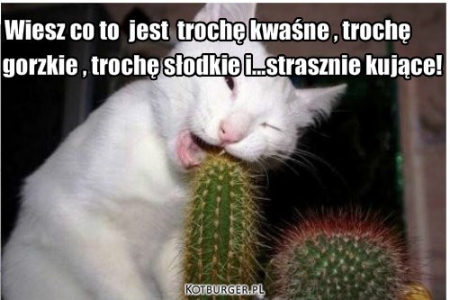 Kotek je kaktusa – Wiesz co to  jest  trochę kwaśne , trochę gorzkie , trochę słodkie i...strasznie kujące! 