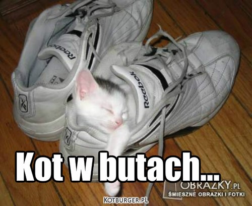 Kot w butach –  