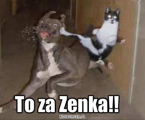 Kot ninja – To za Zenka!! 