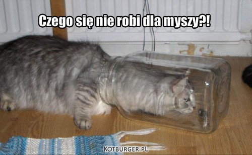 Kot w słoiku – Czego się nie robi dla myszy?! 