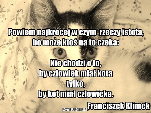 Kot – Franciszek Klimek Powiem najkrócej w czym  rzeczy istota,
bo może ktoś na to czeka:

Nie chodzi o to,
by człowiek miał kota
tylko,
by kot miał człowieka. 