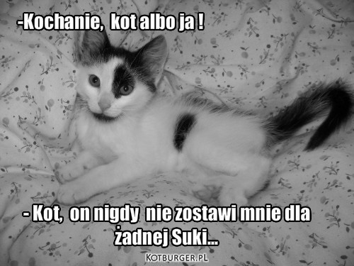 Prosty Wybór – -Kochanie,  kot albo ja ! - Kot,  on nigdy  nie zostawi mnie dla 
żadnej Suki... 