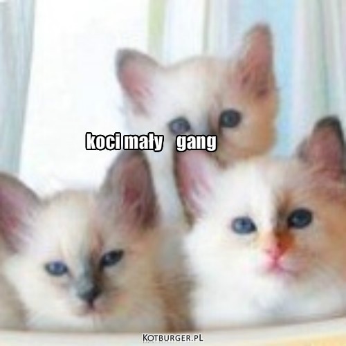 Koci mały gang – koci mały    gang 