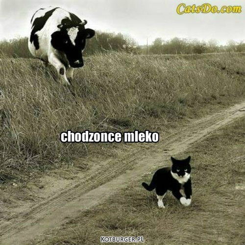 Kot i krowa – chodzonce mleko 