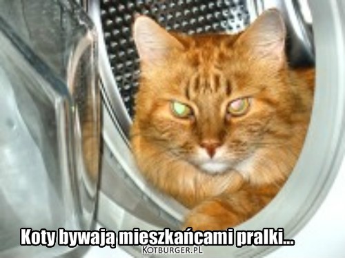 Pralka – Koty bywają mieszkańcami pralki... 