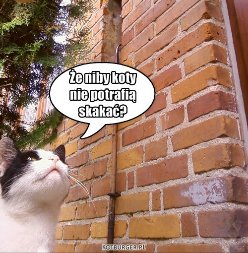 Haha – Że niby koty
nie potrafią
skakać? 